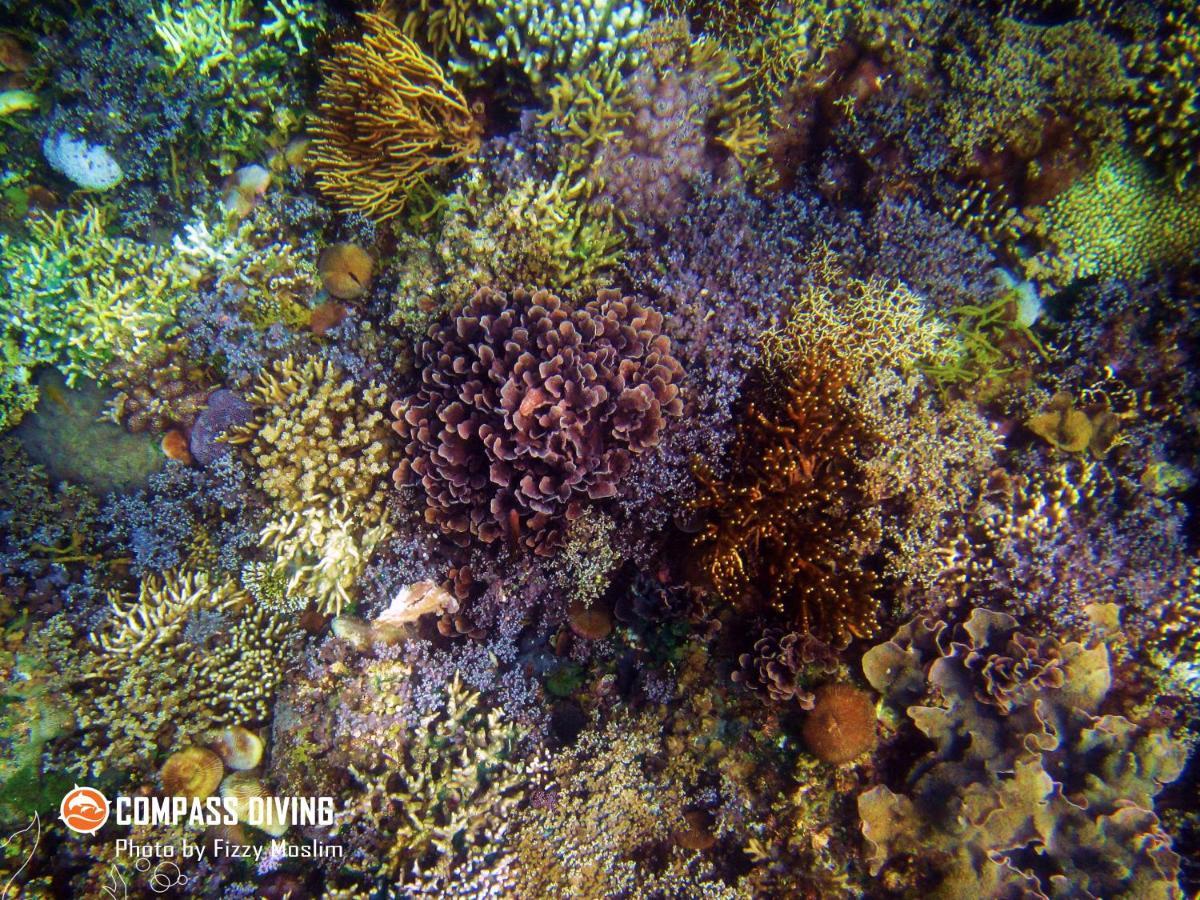 Compass Diving Resort Beloi Exterior photo